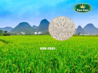 MUA_GAO_HÀM_CHÂU_Ở_ĐÂU.jpg MUA_GAO_HÀM_CHÂU_Ở_ĐÂU.jpg