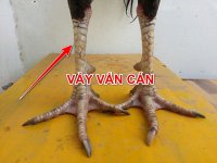 vay-ga-van-can.jpg vay-ga-van-can.jpg