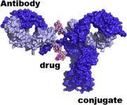 Antibody Drug Conjugates.jpg