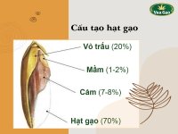 cấu-tạo-hạt_gạo (1).jpg cấu-tạo-hạt_gạo (1).jpg