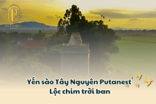 yen-sao-tay-nguyen-putanest-banner.png