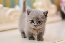 meo-munchkin-cats_7079eb37a5134ab3b81bfb8ea42bdeed_grande.jpg