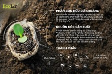 nguồn gốc.jpg nguồn gốc.jpg