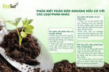 phân loại.jpg phân loại.jpg