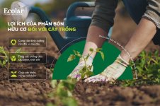 lợi ích với cây trồng.jpg lợi ích với cây trồng.jpg
