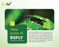 tong-quan-ve-ruoi-linh-den-_e2832641402640eba098852233014fc1.jpg tong-quan-ve-ruoi-linh-den-_e2832641402640eba098852233014fc1.jpg