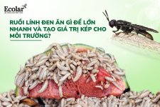 ail-ruoi-linh-den-an-gi-de-lon-nhanh-va-tao-gia-tri-kep-cho-moi-truong_75d0c3a2909b4dae8c9e398...jpg ail-ruoi-linh-den-an-gi-de-lon-nhanh-va-tao-gia-tri-kep-cho-moi-truong_75d0c3a2909b4dae8c9e398...jpg