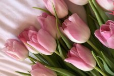 Ý nghĩa hoa Tulip – Hoa của tình yêu và hạnh phúc.jpg