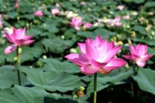 Hoa sen – Biểu tượng thanh khiết và vẻ đẹp tâm hồn Việt.jpg