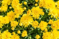 Hoa cúc – Biểu tượng của hạnh phúc và sự bình an.jpg