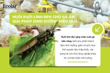 nuoi-ruoi-linh-den-cho-ga-an-giai-phap-hieu-qua-dinh-duong_42c038e709594d8a97038c8d68afce0c (2).jpg