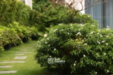 thiet-ke-san-vuon-nho-sau-nha-2 (2).jpg thiet-ke-san-vuon-nho-sau-nha-2 (2).jpg