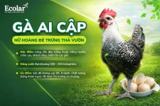 ga-ai-cap-nu-hoang-ga-de-tha-vuon_cb223f6e413e41b89f3e8bede0e2589b.jpg