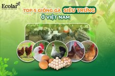 top-5-giong-ga-sieu-trung-o-viet-nam_744fb723bac64439a8a5f91fa4e9bef0.jpg