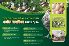 giong-ga-sieu-trung-tha-vuon-hieu-qua_c66b92e56ea6490e8561a4677d5567c4.jpg