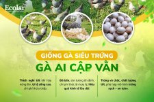 ga-ai-cap-van-sieu-trung_511cb1d3cc78410fa3a2fb487275802c.jpg