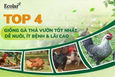 top-4-giong-ga-tha-vuon-tot-nhat-de-nuoi-it-benh-lai-cao_a751081ba1ed4ee8b15d10ba3d5e504e.jpg