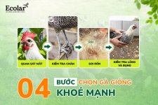 4-buoc-chon-ga-giong-khoe-manh1_8b503bd3c11741d78694a2d0f13859b9.jpg