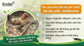 hi-cho-ga-an-thuc-an-am-moc-nhiem-ban_9eb83f327bf6498784e56eaf97b2c8db.png