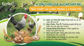 e-bat-thop-ga-cung-trong-1-2-tuan-toi_b619c27ce5a14db3b9306bb52a3780a9.png