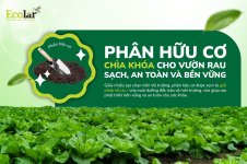 thumbnail-phan-huu-co-chia-khoa-cho-vuon-rau-sach-an-toan-va-ben-vung.jpg