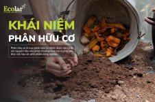 khai-niem-phan-huu-co_87921f5fd633445d9f53c2fc4d8cee11.jpg