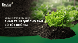 an-trun-que-cho-rau-co-tot-khong.png