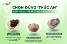 uu-co-nao-tot-nhat-cho-tung-giai-doan_3ee3486ea39e40f6a1c3476a3e42e21e.png