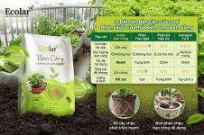 oai-phan-huu-co-pho-bien-cho-ban-cong_2d3d8eaf41754e7d85f7b5329a1d8186 (1).png oai-phan-huu-co-pho-bien-cho-ban-cong_2d3d8eaf41754e7d85f7b5329a1d8186 (1).png