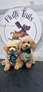 Professional pet groomers Doha.jpg