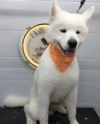 Pet Grooming Services.jpg