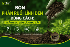 bon-phan-ruoi-linh-den-dung-cach-tranh-sai-lam-lam-hai-cay_02e5ffa62e1f46a9afd33df100470882.png
