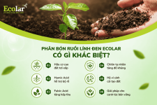 -ruoi-linh-den-ecolar-co-gi-khac-biet_39d255af0cfb4db2845ce07adb5af04a.png