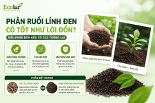i-linh-den-co-thuc-su-tot-nhu-loi-don_d98689e3890247348f0759b3018a8a26 (1).png