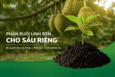 phan-ruoi-linh-den-cho-sau-rieng-giai-phap-nuoi-re-va-cai-tao-dat.png