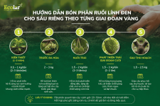 ho-sau-rieng-theo-tung-giai-doan-vang_de6c54c2a9b74bb98e1abaf9e1291967 (1).png