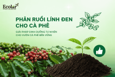 phan-ruoi-linh-den-cho-ca-phe-giai-phap-cai-tao-dat-bac-mau_8622c1e79c4949ab9f7eb480d24bde20 (1).png