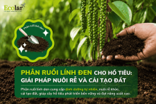 phan-ruoi-linh-den-cho-ho-tieu-giai-phap-nuoi-re-va-cai-tao-dat.png