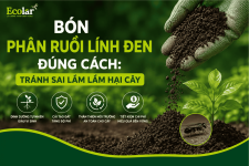 bon-phan-ruoi-linh-den-dung-cach-tranh-sai-lam-lam-hai-cay_02e5ffa62e1f46a9afd33df100470882 (1).png