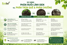 -den-voi-phan-trun-que-va-phan-chuong_587d2f88d6264be18bb44cdbd66650f4 (1).png