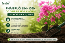 phan-ruoi-linh-den-co-giup-ra-hoa-khong-co-che-kich-hoa-tu-nhien.png