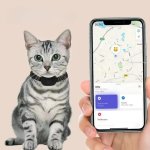 PetPath_Positioning_Collar_tabbycat.jpg
