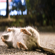 ratpestcontrol